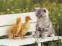 kitty_and_ducks.jpg