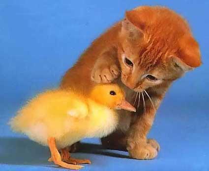 kittybird.jpg