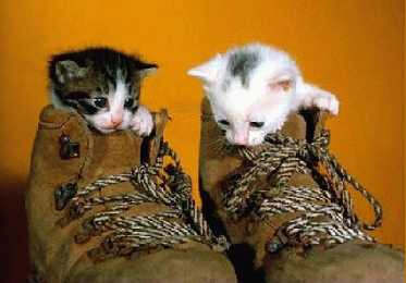 kittykats.gif